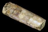 Very Iridescent Fossil Baculites Section - South Dakota #155436-2